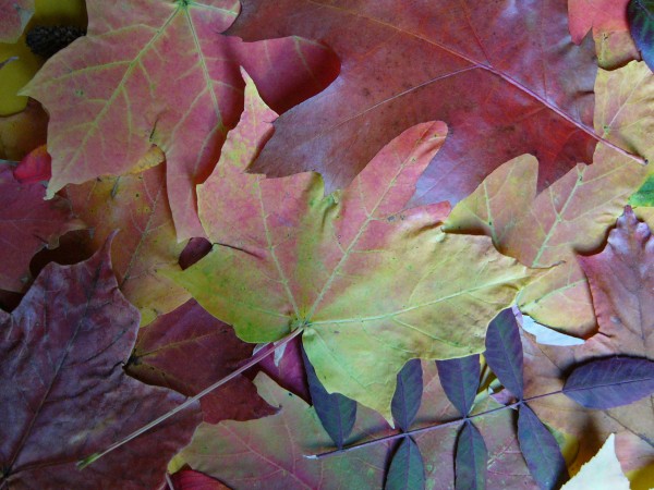 Natures Collage Print