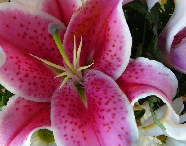 Lily Print
