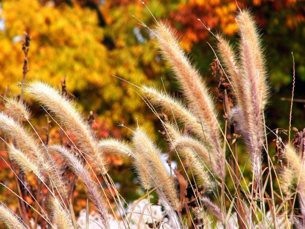 Dancing Grass Print