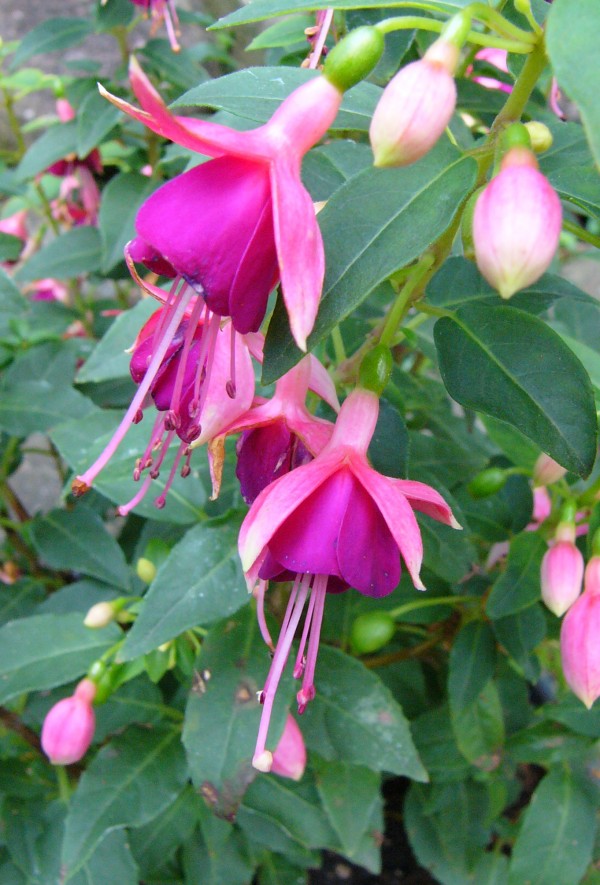 Fuchsias in Fuchsia by Lisa Bates