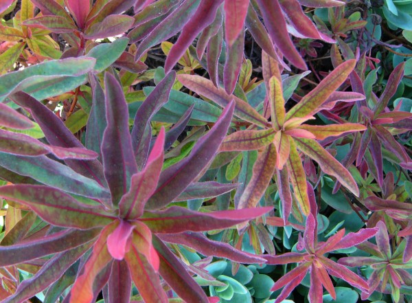 Natures Magic Print
