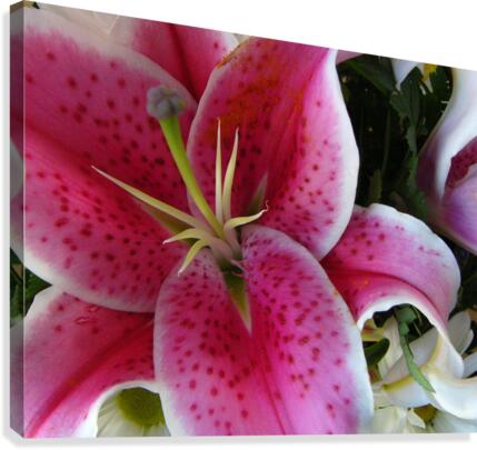 Lily Canvas Print