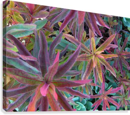 Natures Magic Canvas Print