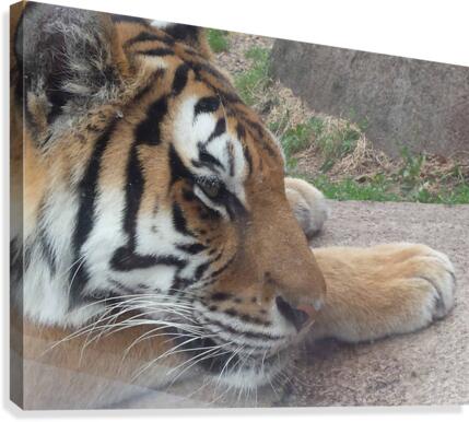 Meow Canvas Print