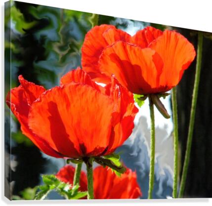 Poppies Canvas Print