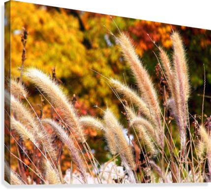 Dancing Grass Canvas Print