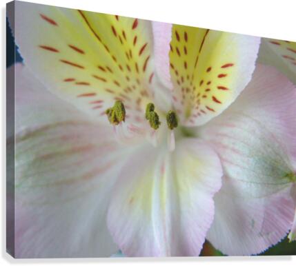 Pastels Canvas Print