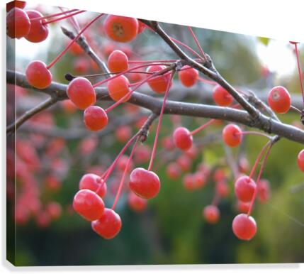 Berries Canvas Print