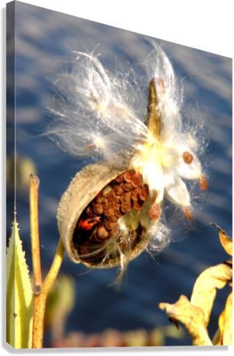 Wild Thing Canvas Print