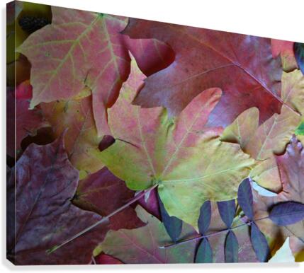 Natures Collage Canvas Print