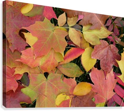 Field Study Canvas Print