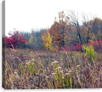Prairie Canvas Print
