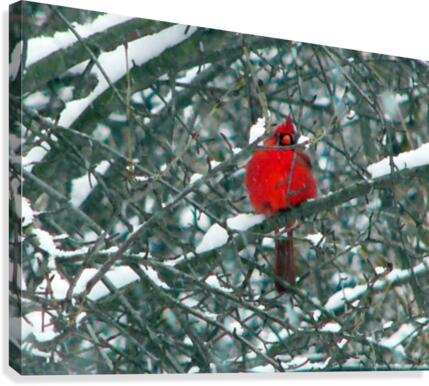 Camouflage Canvas Print