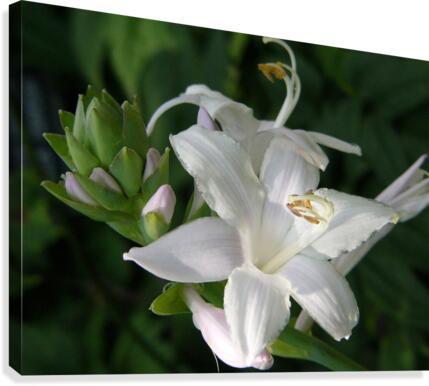 Purity Canvas Print