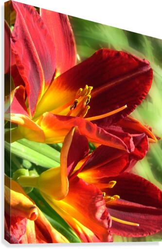 Firecrackers Canvas Print