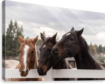 Friends Canvas Print