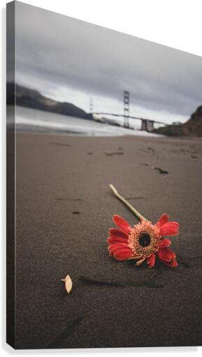 Lonely  Canvas Print