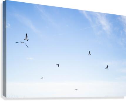 Birds  Canvas Print