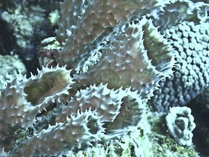 Protrudes