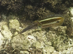 Cephalopod