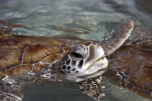 Surfacing
