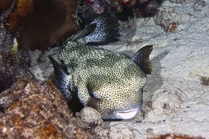 Sleeping