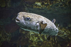 Puffer