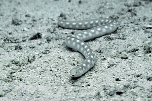 Seasnake