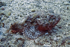 Scorpionfish
