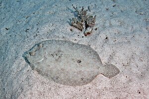 Halibut