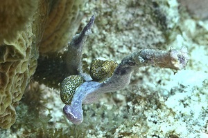 Nudibranch