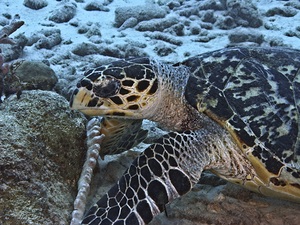 Hawksbill