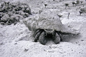 Croak