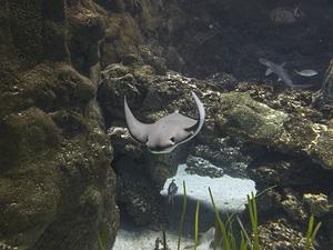 Ray