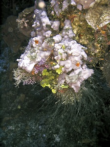 Dehydrator