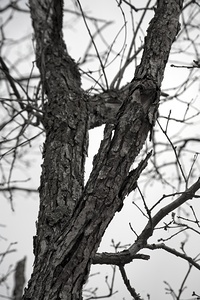 Branches