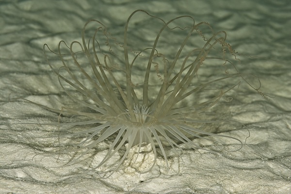 Tentacled Print