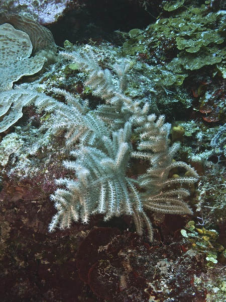Fern Print