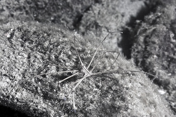 Crawler Print