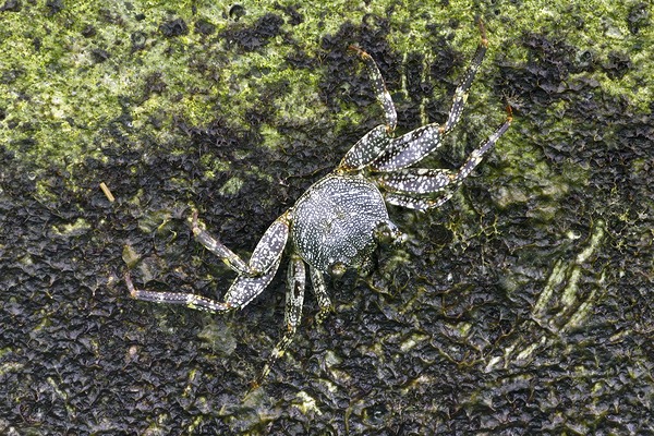 Crab Print
