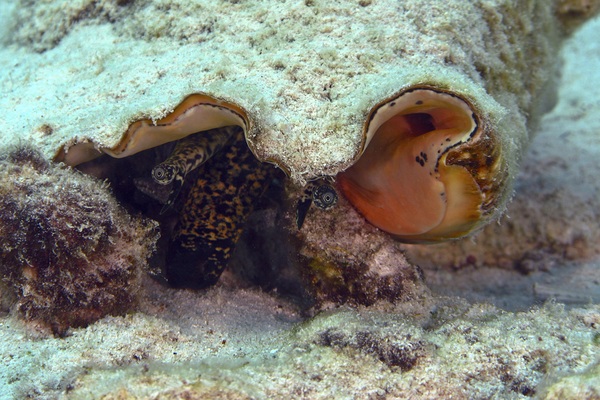 Conch Print