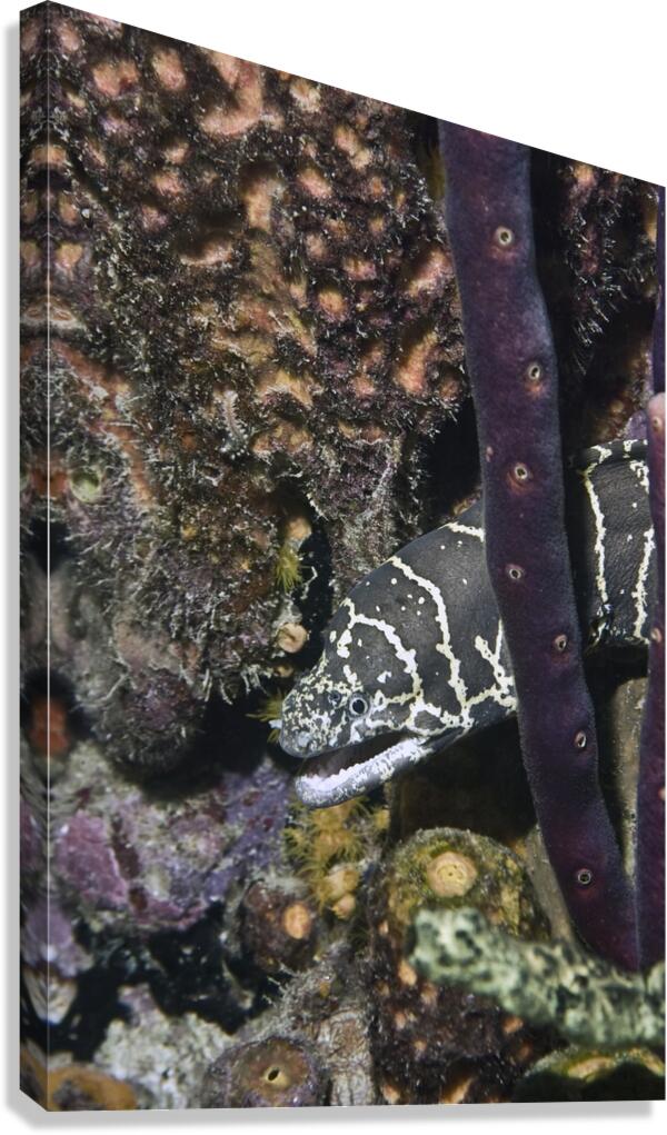 Protective Canvas Print