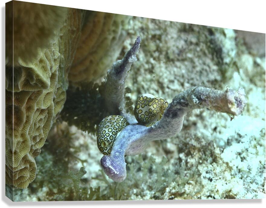 Nudibranch Canvas Print