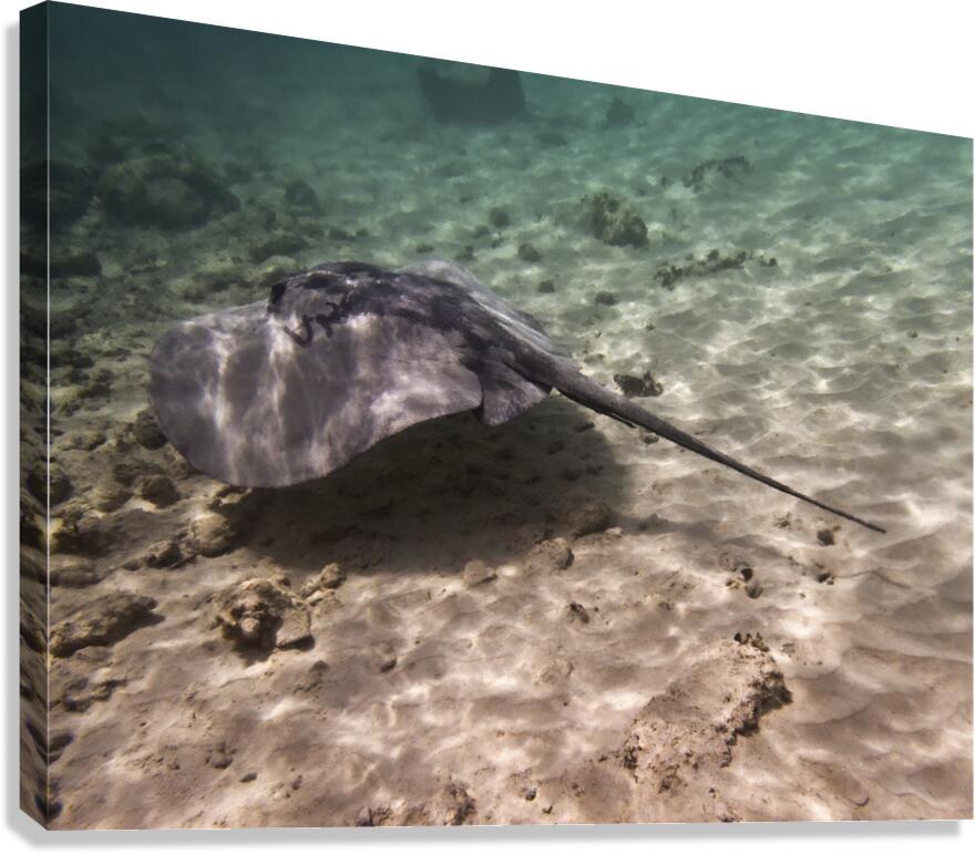 Professor Canvas Print