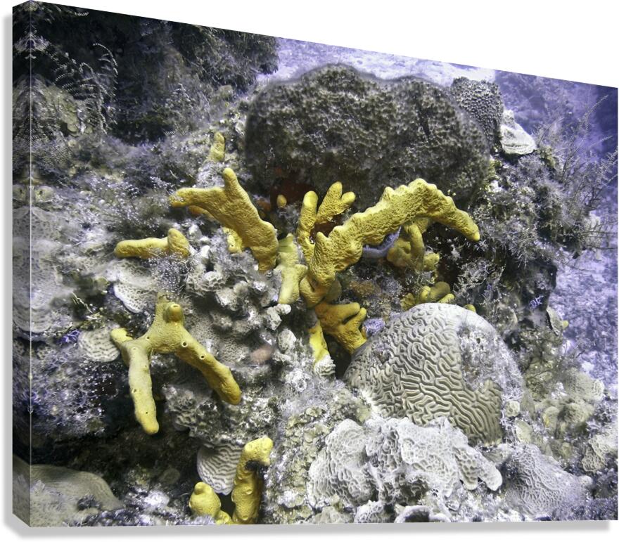 Copyright Canvas Print