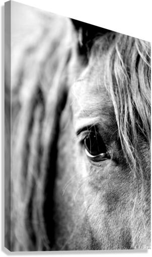 Reflections Canvas Print