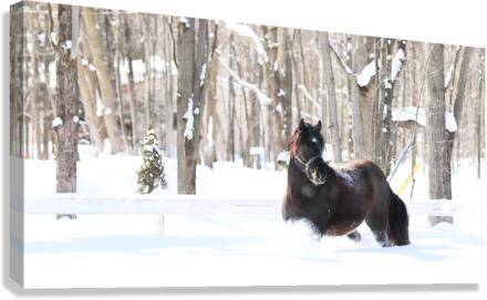 Winter Canvas Print