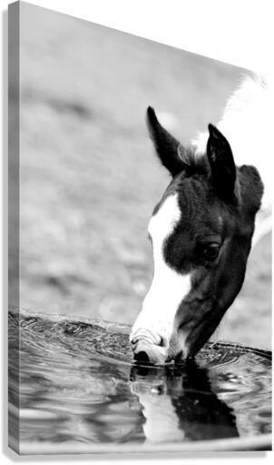 Reflection Canvas Print