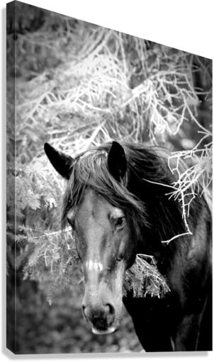 Sagesse Canvas Print