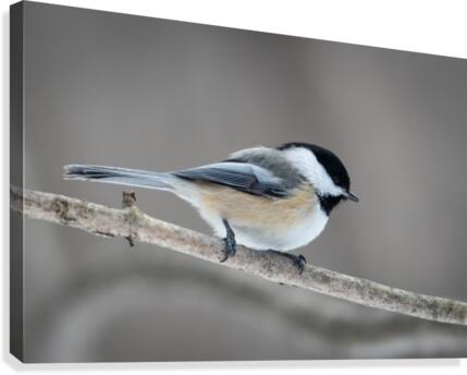 Mésange Canvas Print